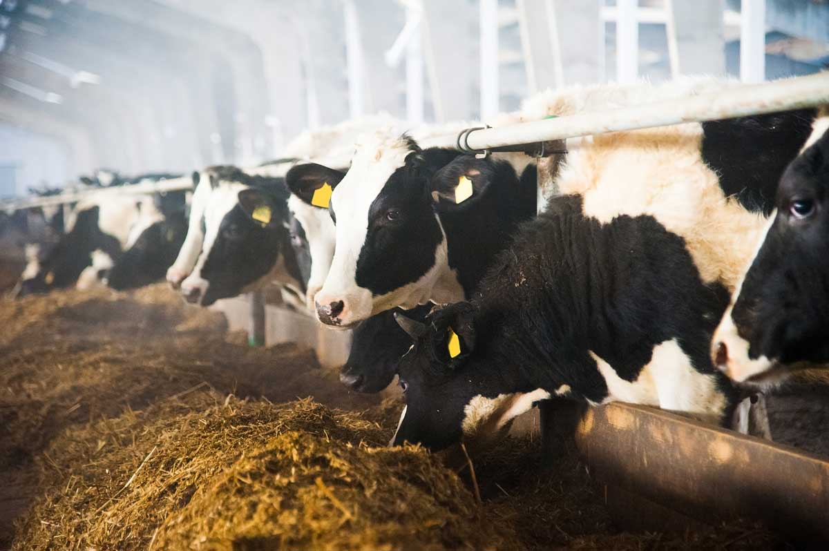 Photo de vaches laitières